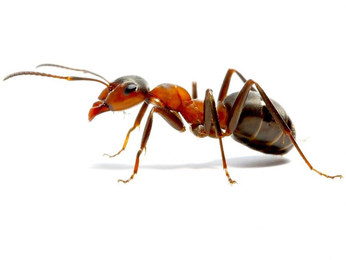 Ants Pest Control Uk Pest Control