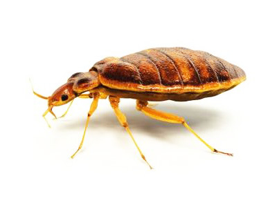 bedbug pest control