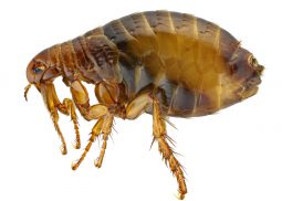 Fleas Pest Control