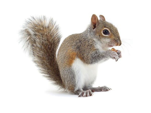 Squirrel pest control uk