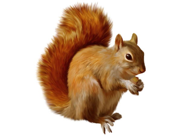 Squirrel Pest Control