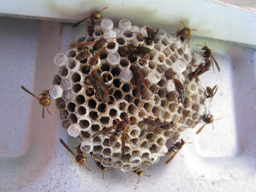 Wasp Nest Removal Colchester