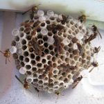 Wasp Nest Removal Colchester