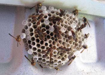 Wasp Nest Removal Colchester